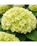 Hydrangea Doppio Fredo